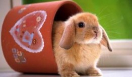 网红吃瓜小兔子视频下载,揭秘热门视频背后的下载狂潮